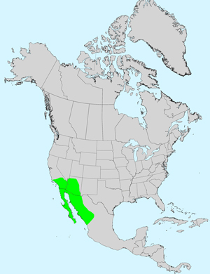 North America species range map for Ambrosia ambrosioides: Click image for full size map